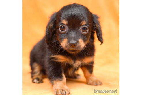 成約済の東京都のチワックス:チワワ×ミニチュアダックスフンド-190534の3枚目